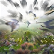 Imogen Heap - Chordata Bytes II