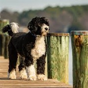 Portuguese Water Dog