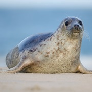 Common Seal