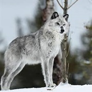 Tundra Wolf