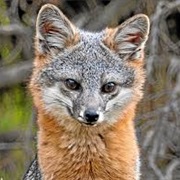 Island Fox