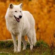 Alaskan Tundra Wolf
