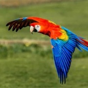 Scarlet Macaw
