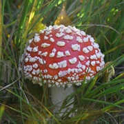 Red Toadstool
