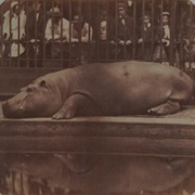 The Hippopotamus at the Zoological Gardens, Regent's Park (Juan De Borbón, Count De Montizón)
