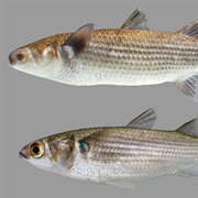 Striped Mullet