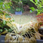 Through Love - HYUKOH