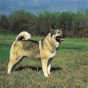 Norwegian Elkhound