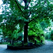 The Tree That Owns Itself (Athens, Georgia)
