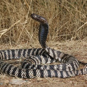 Zebra Snake