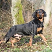 Polish Hunting Dog