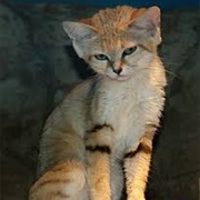 Sand Cat