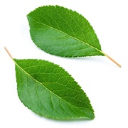 Apple Leaves