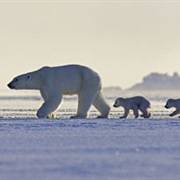 10. the Making of 'Frozen Planet'