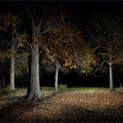 Gone in the Woods at Night