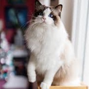 Ragdoll Cat