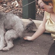 Pink Flamingos-Eating Dog Poop