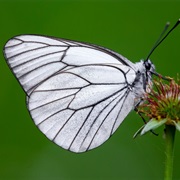Black Veined White