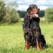 Gordon Setter