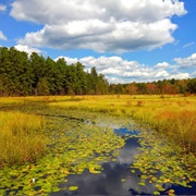 New Jersey Pinelands Biosphere Reserve, NJ, USA