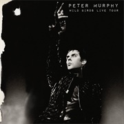 Peter Murphy- Wild Birds Live Tour