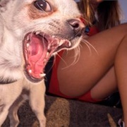 Well Heeled (Dougie Wallace)