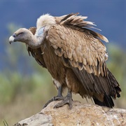 Vulture