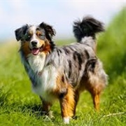 Australian Shepherd