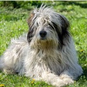 Romanian Mioritic Shepherd Dog