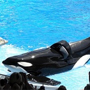 Tilikum's Killings
