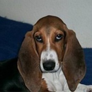 Basset Artesien Normand