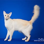 Javanese Cat