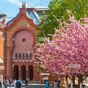 See the Cherry Blossoms in Uzhgorod