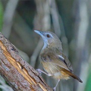 Abbot's Babbler