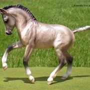 Welsh Foal