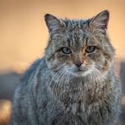 Felis Silvestris