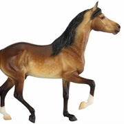 Mangalarga Marchador