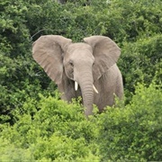 Omo Forest Reserve, Nigeria