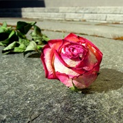 Finding Roses on the Ground