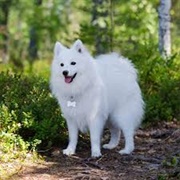 Japanese Spitz Dog
