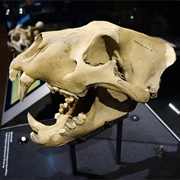 Tower of London Barbary Lion Skulls