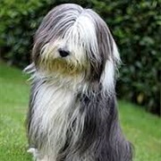 Bearded Collie Dog