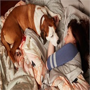 Downward Dog: "Pilot" (S1,E1)