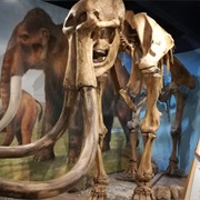 The Shropshire Mammoth