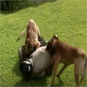 Who Wants to Be a Superhero?: "Episode 2" (S1,E2)