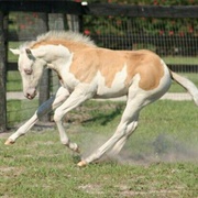 Splashed Palomino
