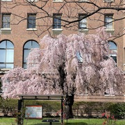 Al Capone Cherry Tree, Baltimore, Maryland