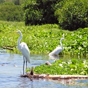 Ciénaga Grande De Santa Marta Biosphere Reserve, Colombia
