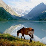 Altai Nature Reserve, Russia