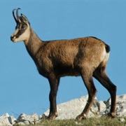 Chamois